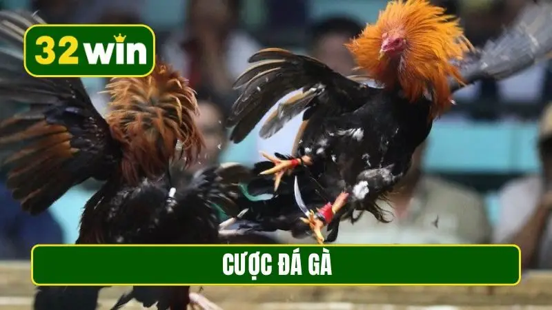 cược đá gà