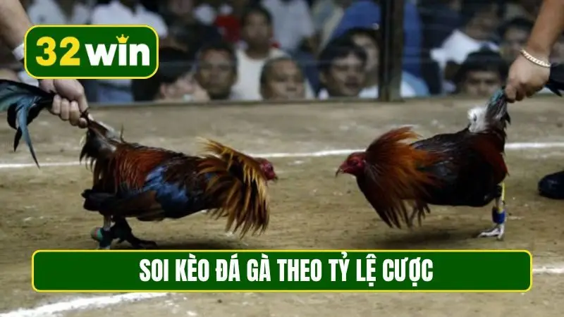 Soi kèo đá gà theo tỷ lệ cược